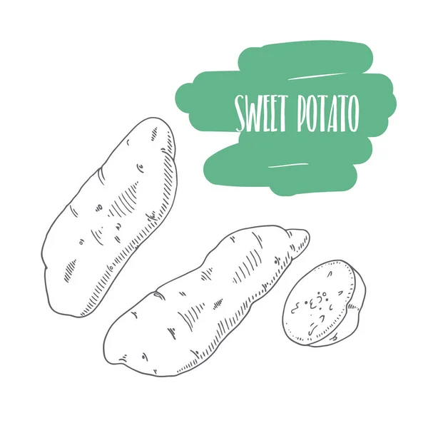 Handgezeichnete Süßkartoffel isoliert auf weiß. Skizze Stil Gemüse mit Scheiben für Markt, Küche oder Lebensmittelverpackung Design — Stockvektor