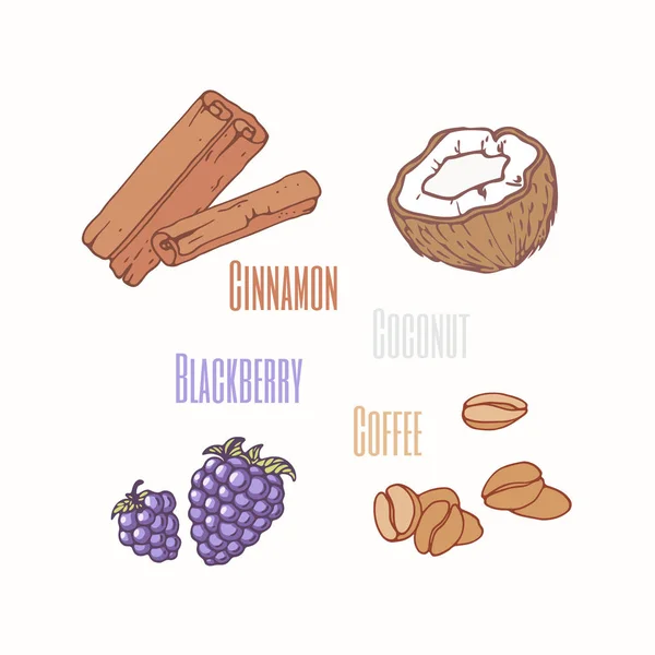 Conjunto de ingredientes dulces mora, canela, coco y granos de café. Alimento extraído a mano — Vector de stock