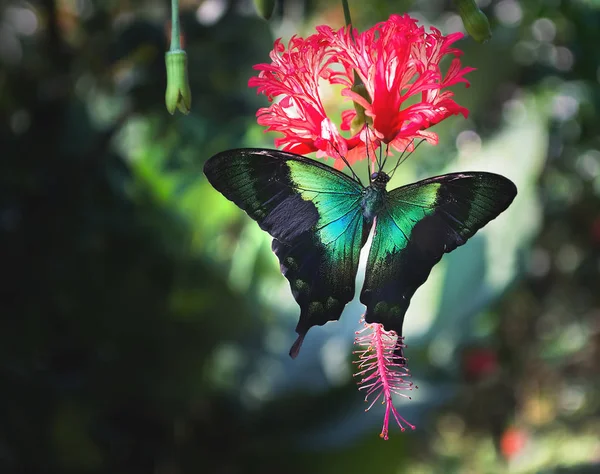 Морський Зелений Ластівка Метелик Харчується Підвішеним Нектарним Гібіскусом — стокове фото