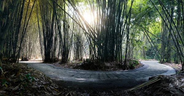 Penglipuran Köyü Bali kesme hasat zamanı sırasında yemyeşil bambu orman içindeki dolambaçlı yolu.