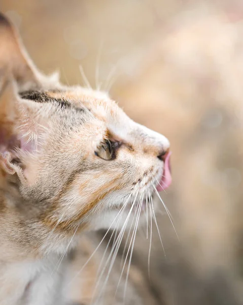 Sarı tekir kedi yalamak seçtiğin bu kullanıcı ağız ya da burun. Aç kedi salyalar