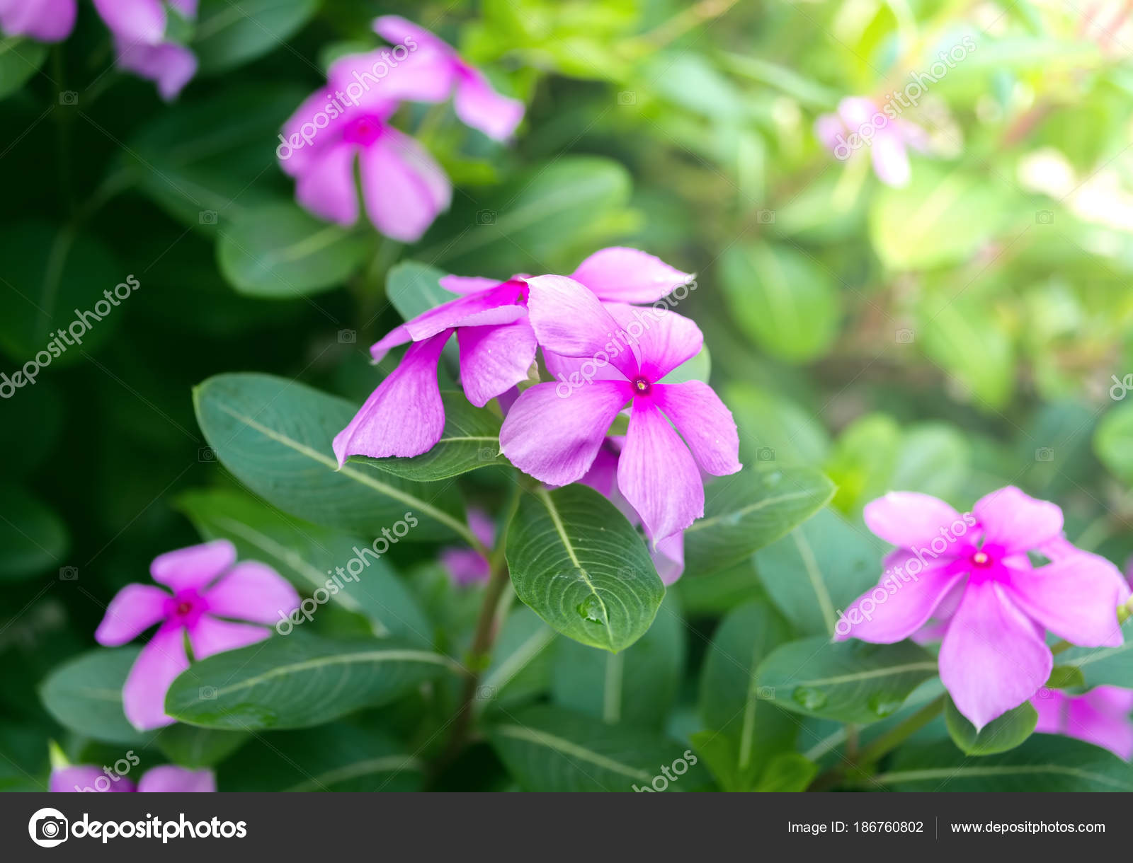 purple rose periwinkle flower garden summer spring stock photo