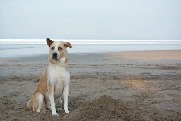 Sadık köpek plaj ön yüzünde oturuyor. Üzgün görünümlü köpek sahibini için sabırla bekleyen