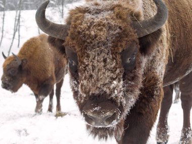Bizon yakın kamera karşısında. Altay üreme bison yer. 