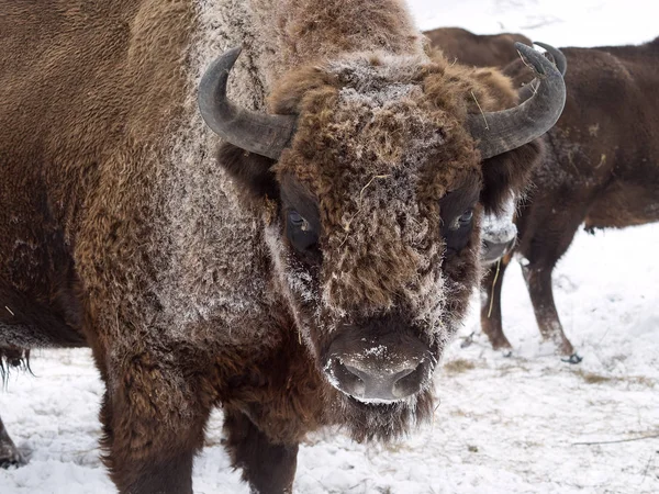 Bison arca közel áll a kamera. Altaj bölcsőt bölény. Stock Fotó