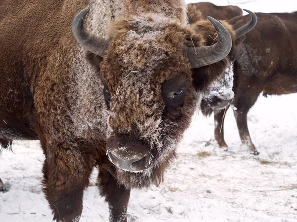 Bison arca közel áll a kamera profil. Altaj bölénytenyésztő. Stock Kép