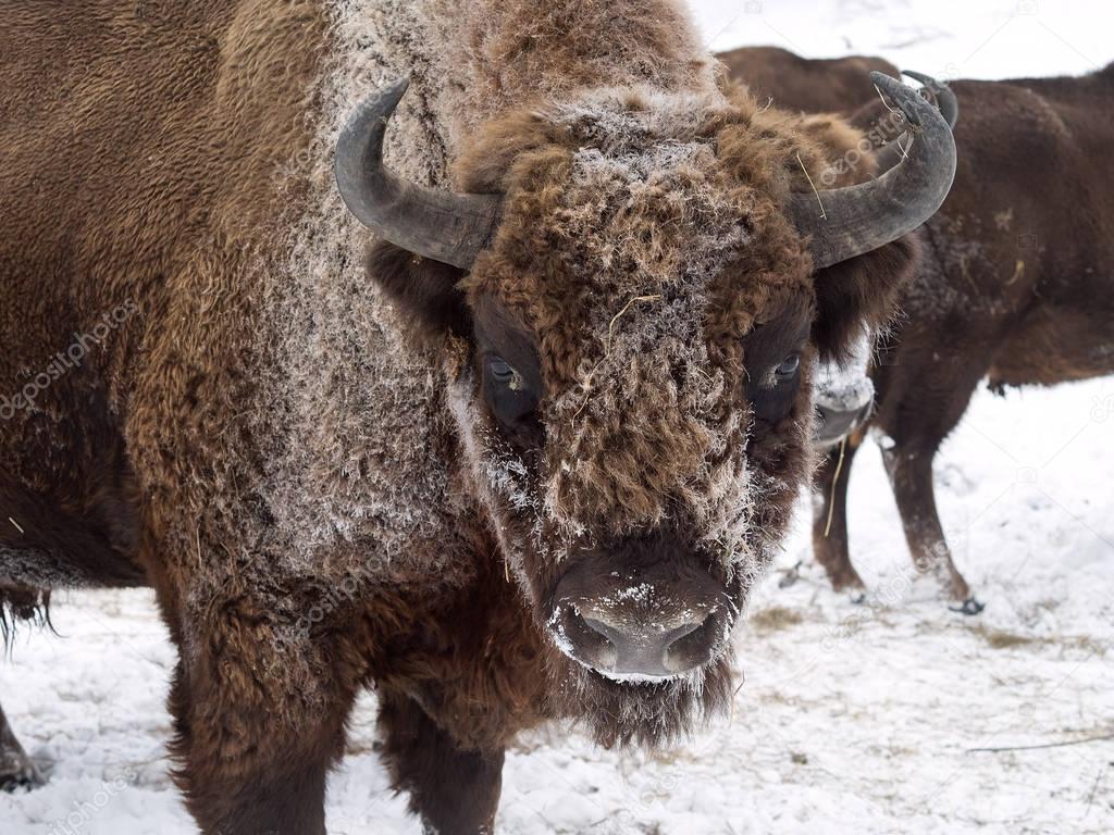 Bison face close to the camera. Altai Breeding bison place. 