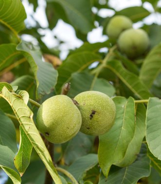 İki meyve Juglans regia dalı. 