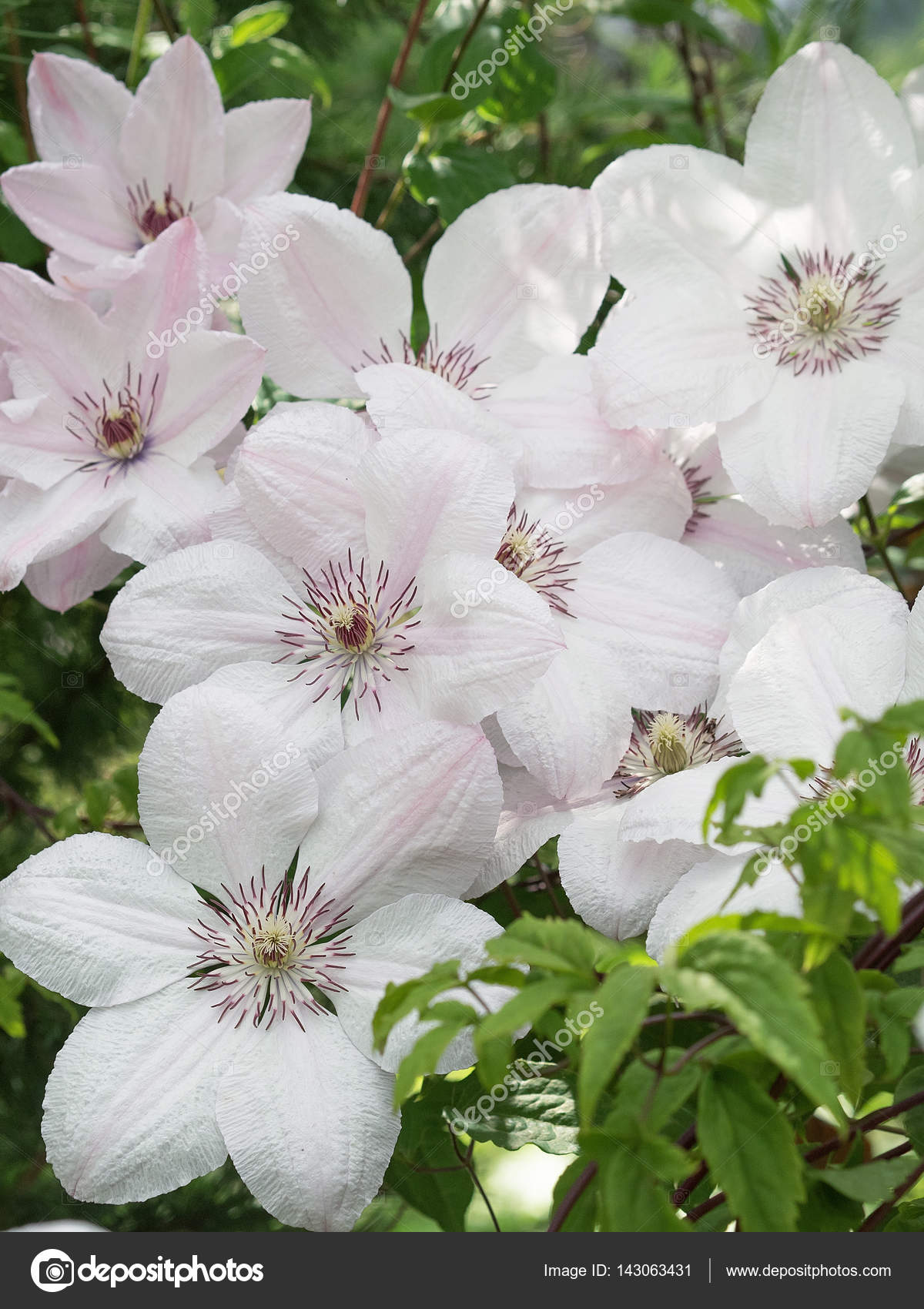 White Clematis John Paul II, lot of flowers. Stock Photo by