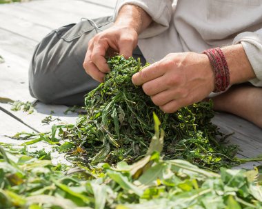 Çimen koparıp erkek eller. Willowherb çimen.