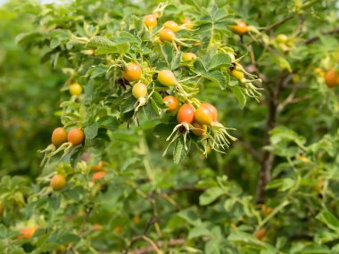 Şube Rosa canina Kuşburnu meyve ile. 