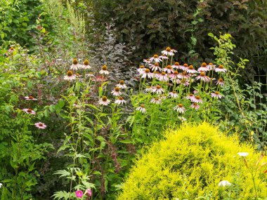 Bush Echinacea purpurea bahçedeki diğer bitkiler arasında.