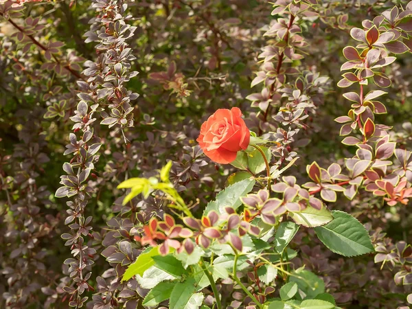 Rose rouge dans les buissons d'épine-vinette . — Photo