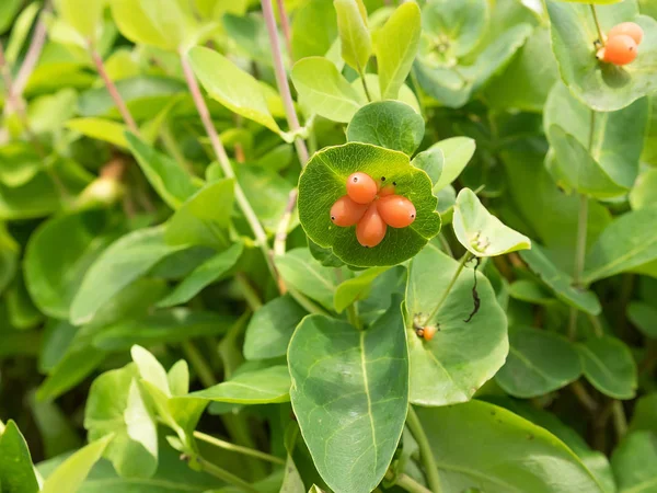 Fruits sur le buisson, Lonicera caprifolium . — Photo