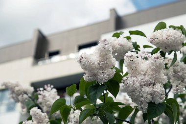 Yerleşim alanı. Düşük katlı İnşaat. 
