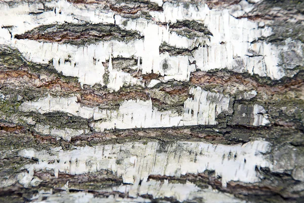 Textura. Casca de bétula — Fotografia de Stock