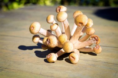 Sonbahar mantarlar. Porcini. Mantar. Turuncu-cap çörek