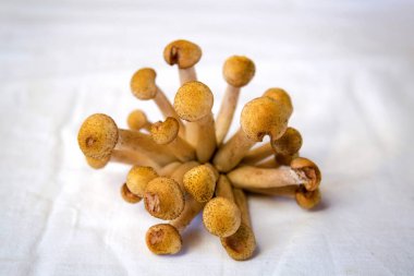 Sonbahar mantarlar. Porcini. Mantar. Turuncu-cap çörek