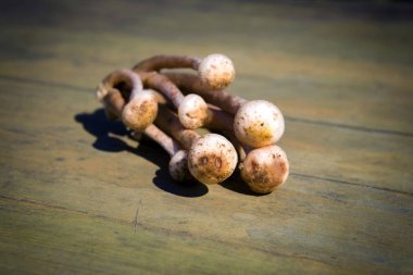 Sonbahar mantarlar. Porcini. Mantar. Turuncu-cap çörek