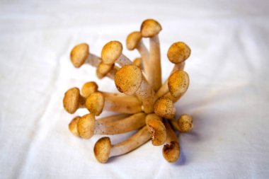 Sonbahar mantarlar. Porcini. Mantar. Turuncu-cap çörek