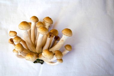 Sonbahar mantarlar. Porcini. Mantar. Turuncu-cap çörek