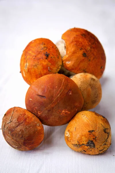 가 버섯입니다. Porcini입니다. 버섯입니다. 주황색 모자 boletus — 스톡 사진