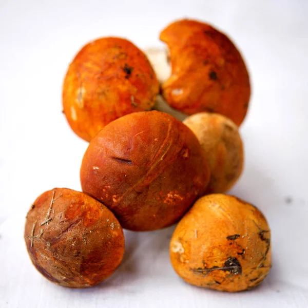 Sonbahar mantarlar. Porcini. Mantar. Turuncu-cap çörek