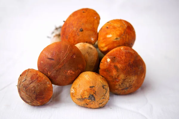 Fungo de outono. Porcini. Cogumelos. boleto de cabeça de laranja — Fotografia de Stock