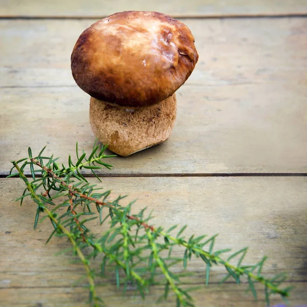 Sonbahar mantarlar. Porcini. Mantar. Turuncu-cap çörek