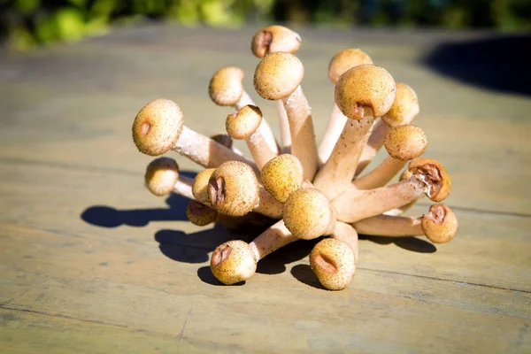 Sonbahar mantarlar. Porcini. Mantar. Turuncu-cap çörek