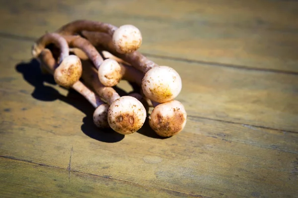 Sonbahar mantarlar. Porcini. Mantar. Turuncu-cap çörek