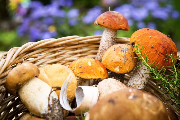 Hongos de otoño. Porcini. Setas. boletus de capuchón naranja Imagen De Stock