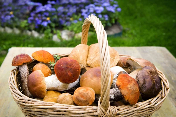 Hongos de otoño. Porcini. Setas. boletus de capuchón naranja Imagen De Stock