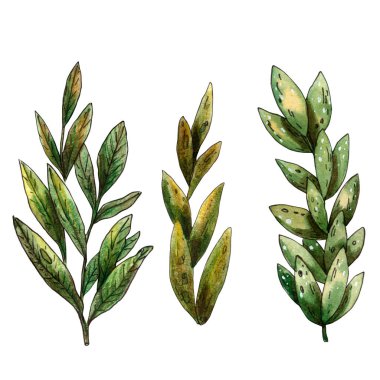 Suluboya botanik seti