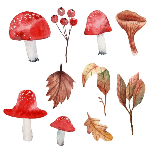 Ilustração floral aquarela. Amanita e chanterelles . — Fotografia de Stock