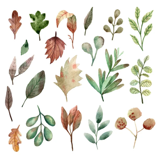 Акварельные леса и листья иллюстрации . — стоковое фото