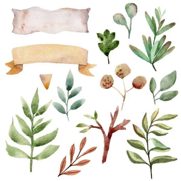 Illustration de plantes et feuilles de forêt aquarelle . — Photo