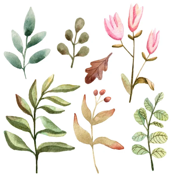 Illustration de plantes et feuilles de forêt aquarelle . — Photo