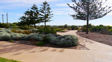 Güney Avustralya şehir Adelaide okaliptüs ağaçları ile dinlenmek için park