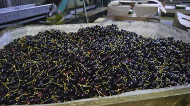 plastik şeffaf konteyner kutusunda kiraz