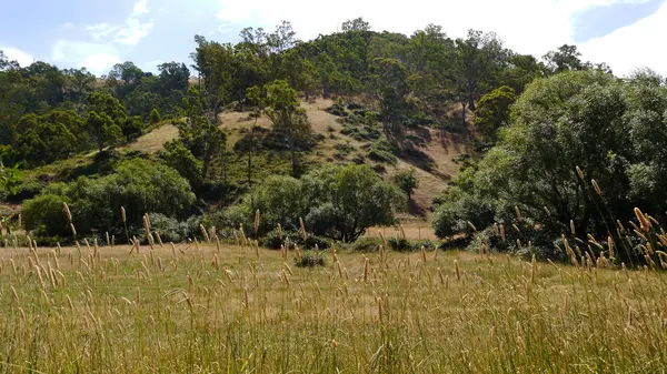 Красивые холмы с эвкалиптовыми деревьями в пригороде Аделаиды, Южная Австралия в январе 2017 года — стоковое фото