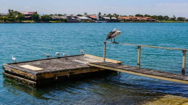 Pelikan kanal iskeleye içinde merkezi Adelaide Güney Avustralya Açık bir günde dinleniyor. Ocak 2017