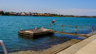 Pelikan kanal iskeleye içinde merkezi Adelaide Güney Avustralya Açık bir günde dinleniyor. Ocak 2017