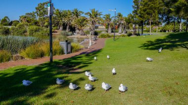 Güney Avustralya Ocak 2017 yılında Adelaide kanal kıyısında martılar