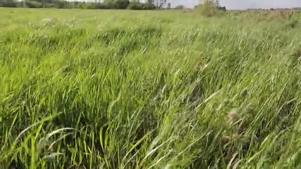 Zelená tráva v poli osciluje v silném větru na pozadí modré oblohy — Stock video