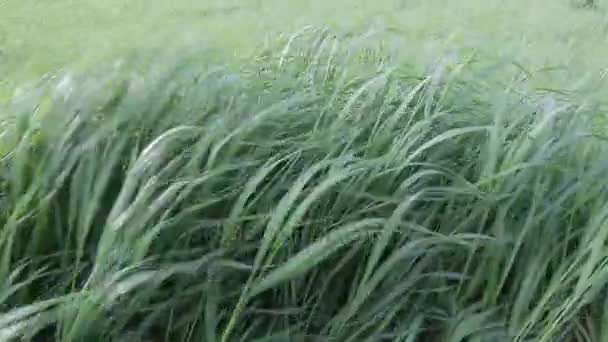 Зелена трава в полі коливається сильним вітром на фоні блакитного неба — стокове відео