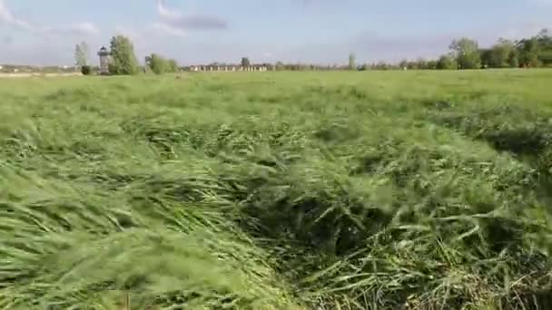 L'herbe verte dans un champ oscille dans un vent fort sur un fond de ciel bleu — Video