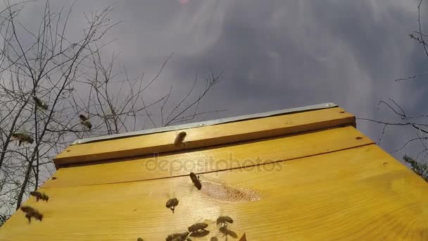 Пчелы летают возле улья на фоне голубого неба. Медленное движение. 30 кадров в секунду — стоковое видео