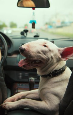 Kız araba kullanıyor ve dövüş köpeği yolcu koltuğuna oturur