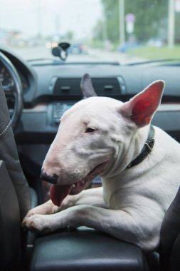 Bir dövüş köpeği köpek bir arabanın yolcu koltuğunda oturur